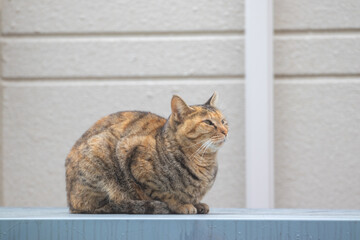 座りながら前を見つめるかわいらしいネコ