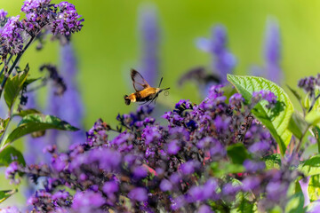 Hummingbird hawk - moth (Macroglossum stellatarum)