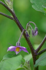 Solanum melongena (Also called eggplant, terung, terong, brinjal, aubergine) flower on the tree