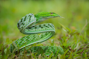 the tree snake is detecting a threat