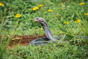 Fototapeta premium the cobra is walking around the grass