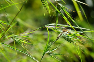 Themeda triandra (Also called kangaroo grass, red grass, red oat grass, rooigras, Themeda australis, rumput kangguru, rumput merah). It serves as a food source for several avian species