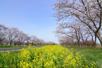 桜と菜の花