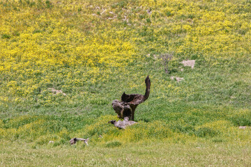Carrizo Plains National Park Adorned with Bright Yellow Flowers During Superbloom