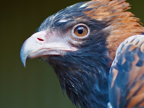 A closeup portrait of a amazing majestic Black-breasted Buzzard.