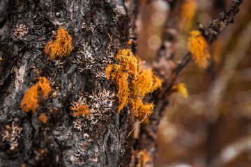 A close-up of bright orange moss against the tree's bark, shot in macro photography.