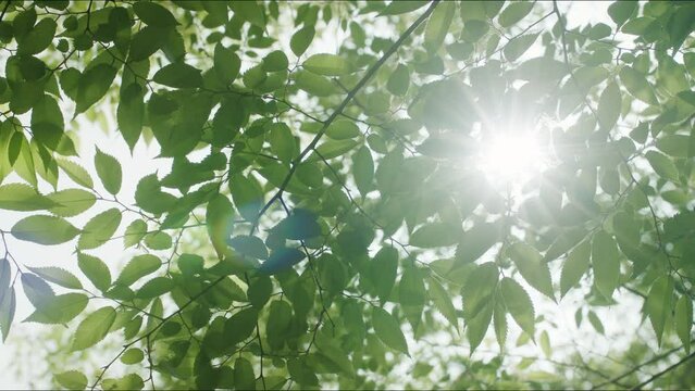 春・初夏・夏の晴天の森林　強い太陽の日差しの木漏れ日こぼれる光　風に揺れる新緑の葉のスローモーション　アウトドア・祝日・観光・旅行のイメージ 　