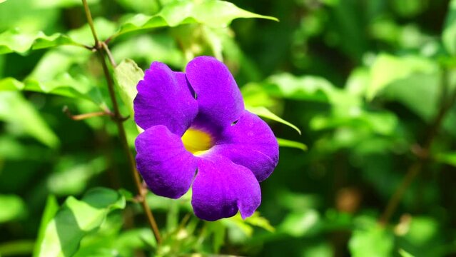 Thunbergia erecta (Also known as bush clockvine, king's mantle, potato bush). It has been used as traditional medicine for insomnia, depression and anxiety management.