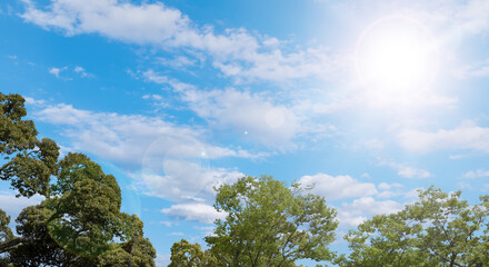 Obraz premium 春・初夏・夏の晴天太陽の日差しに照らされた新緑の木々の葉とさわやかな青空、雲の背景 アウトドア・キャンプ・ゴールデンウィーク・夏休み・祝日のイメージ