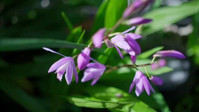 見頃を迎えるシランの花