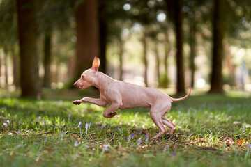 American Hairless Terrier jumping and running in the park. Cheerful dog on the grass. Walking with a pet in nature