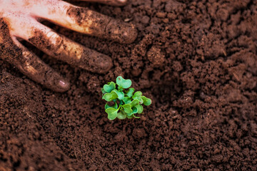The hand is taking care of a healthy young plant in the ground