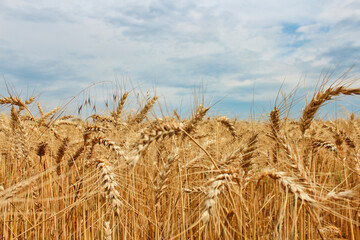 beautiful barley field with blue sky, suitable for background, selective focus.