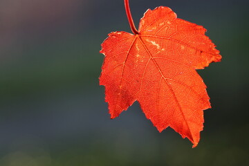 Red leaf
