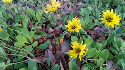 イワニガナ（ジシバリ）の花