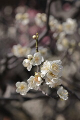 早春の陽に透ける八重の梅の花