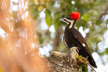 A pileated woodpecker (Dryocopus pileatus) perched on an oak in Sarasota, Florida