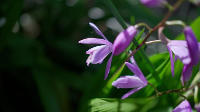 光を浴びるピンク色のシランの花