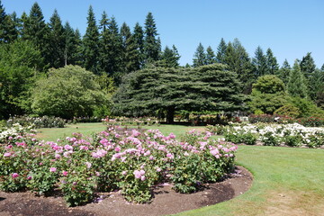 Rosen im Queenstown Gardens in den Neuseeländischen Alpen in Neuseeland
