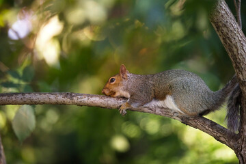 Naklejka na ściany i meble Squirrel resting on a tree branch on a hot day