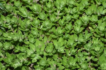 Green herb texture for background