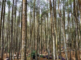 Yogyakarta, Indonesia – January 13, 2020:  The Beautiful Of Hutan Pinus Mangunan, Pine Forest Located In Mangunan, Bantul. Selected Focus