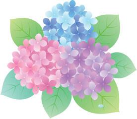 水滴がかわいい紫陽花のイラスト