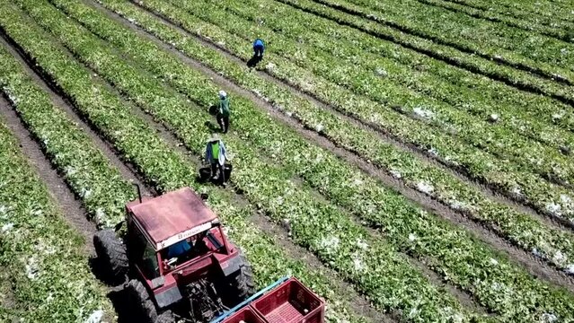 Workers picking up Melons with a red Tractor filmed with a Drone, Guadeloupe