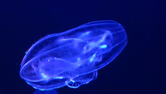 Bolinopsis mikado, comb jelly, shimmering and floating underwater. 4K