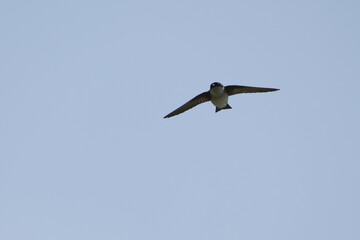 Fototapeta na wymiar asian house martin in flight