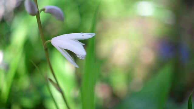 白く可愛いシランの花びら