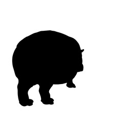 hippopotamus illustration