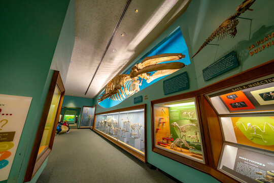 United States, Washington - September 21, 2019: The National Museum of Natural History is a natural history museum administered by the Smithsonian Institution, located on the National Mall.