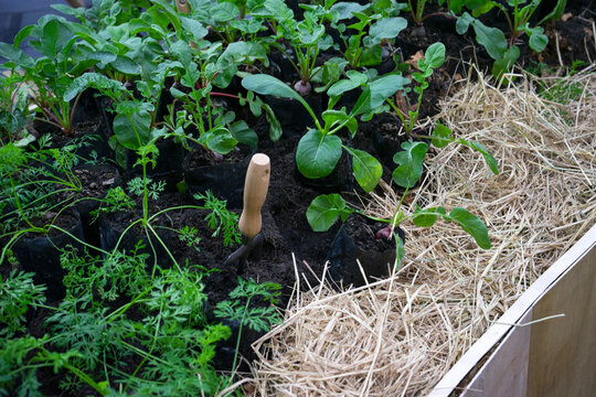using a trowel to plant a small grow vegetables plant