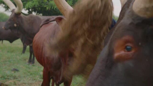 Close-up of the faces of Ankole watusi cows in Mbarara, Uganda. High quality 4k footage.
