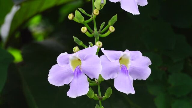 Thunbergia grandiflora (Also called Bengal clockvine, Bengal trumpet, blue skyflower) flower. Plants may grow to about 20 metres in height and have a long root system with a deep tap root