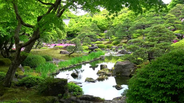 新緑が美しい池のある日本庭園  4K  島根県由志園の春の風景  2022年5月2日