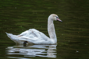 A graceful white swan swimming on a lake with dark water. The white swan is reflected in the water