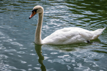 A graceful white swan swimming on a lake with dark water. The white swan is reflected in the water