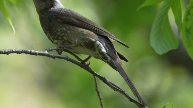 bulbul in a forest