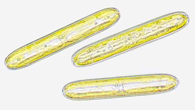 Pinnularia sp., a freshwater phytoplankton belonging diatom group. Focus stacked image
