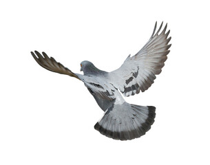 Pigeon in flight on transparent background (PNG File)