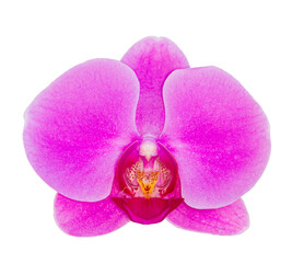 Purple orchid on transparent background