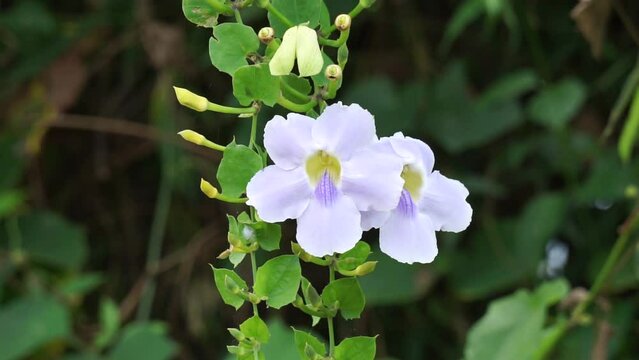 Thunbergia grandiflora (Also called Bengal clockvine, Bengal trumpet, blue skyflower) flower. Plants may grow to about 20 metres in height and have a long root system with a deep tap root