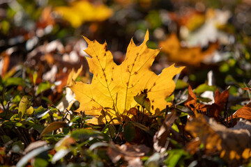 Yellow autumn leaves on the ground in the grass