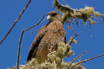 caracara