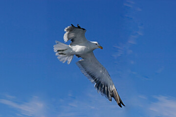 seagull in the sky