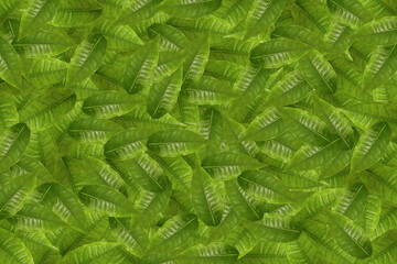 Fresh green tea leaves background.International tea day concept.