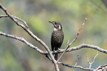 Chestnut-bellied rock thrush or Monticola rufiventris observed in Rongtong