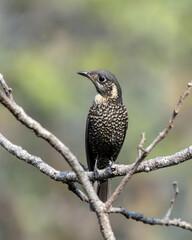 Chestnut-bellied rock thrush or Monticola rufiventris observed in Rongtong